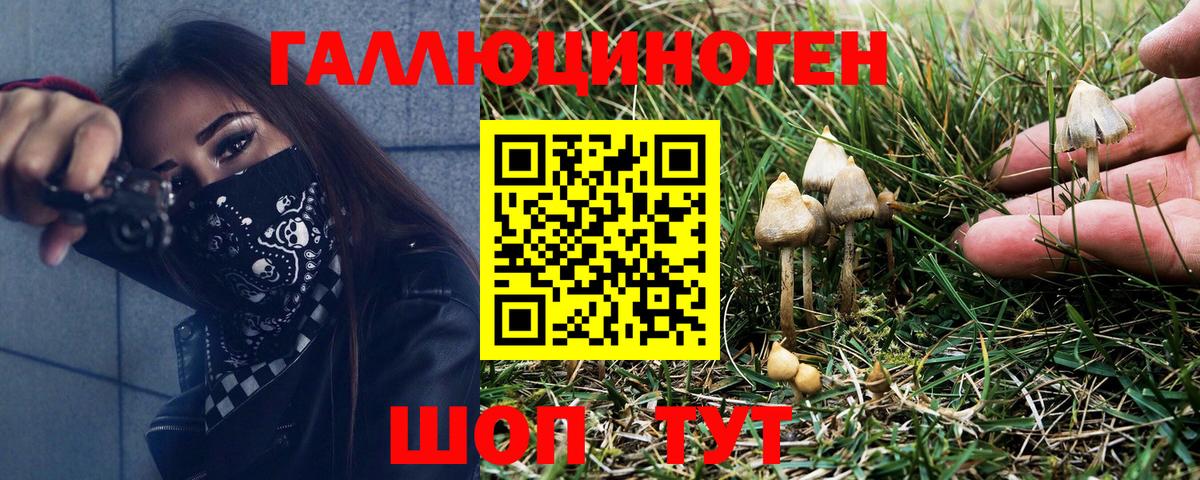 Галлюциногенные грибы Psilocybine cubensis  Псилоцибиновые грибы прущие грибы  Вход с VPN  Лениногорск 